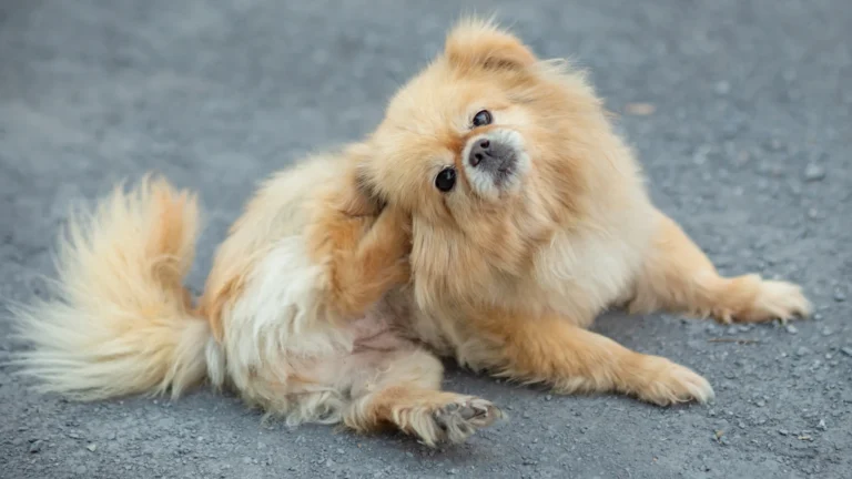 A small fluffy dog scratching its ear while sitting on a paved surface.