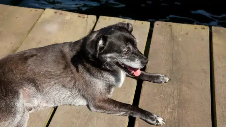 A senior black and white dog relaxing on a wooden dock by the water.