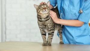 A veterinarian examining a tabby cat on a table.
