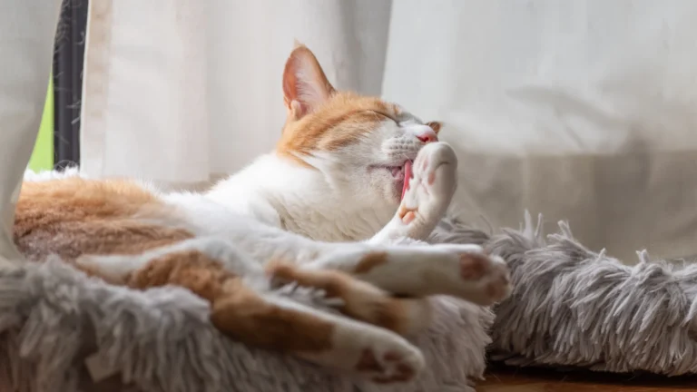 A relaxed orange and white cat grooming itself while lying in a cozy pet bed.