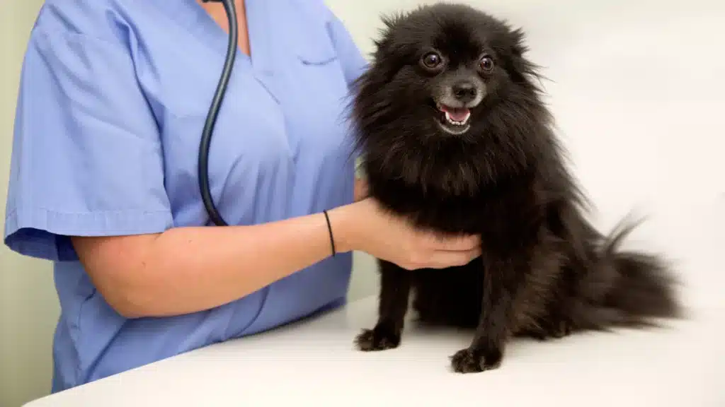 A black Pomeranian being examined by a veterinarian wearing blue scrubs.