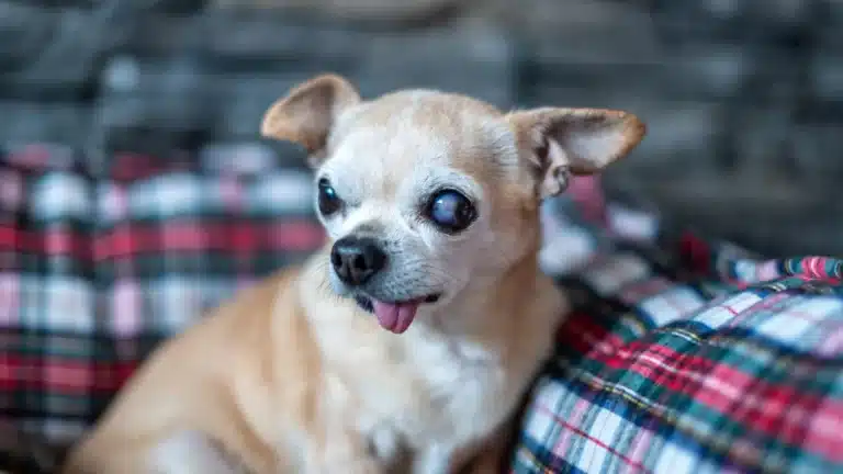 A senior Chihuahua with cloudy eyes and its tongue sticking out, resting on a plaid blanket.