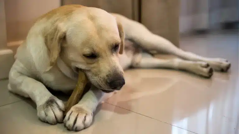 A Labrador Retriever lying on a tiled floor, chewing on a bone.
