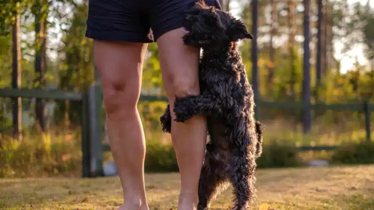 Small black dog playfully humping a person’s leg outdoors in a sunny backyard.