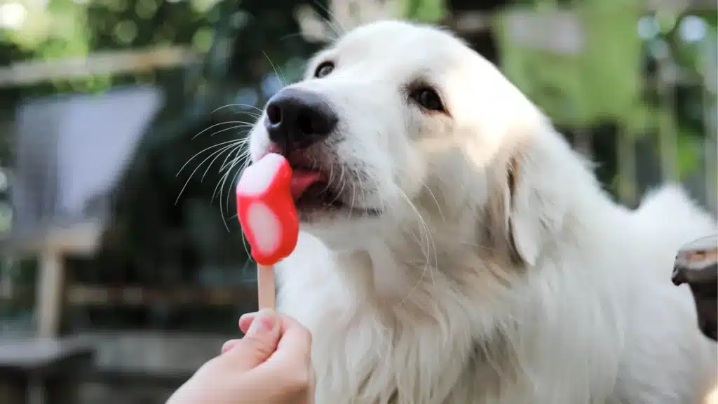 A large white dog licking a red and white popsicle held by a person outdoors.