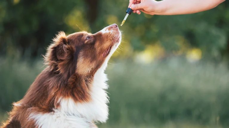 A brown and white dog being offered a drop of oil from a dropper outdoors.