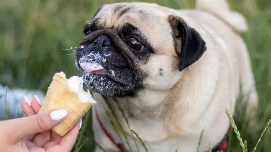 A pug licking an ice cream cone outdoors, with a playful expression and ice cream on its face.