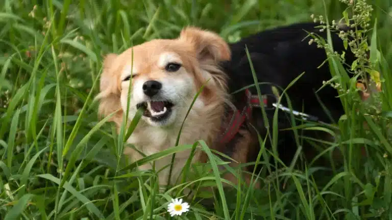 A small brown and black dog biting at tall grass in a field.