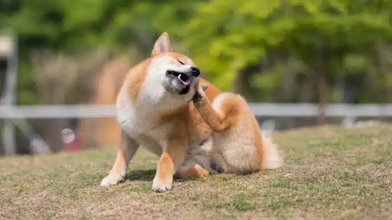 A Shiba Inu scratching its neck with a hind leg while sitting on a grassy field.