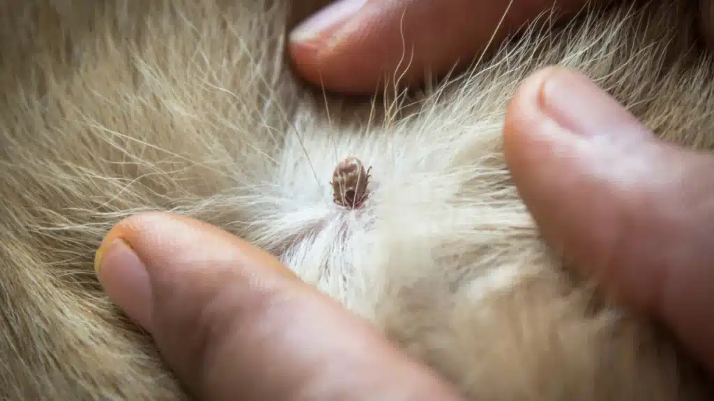 A close-up of a tick embedded in the skin of a pet, with hands parting the fur to reveal it.