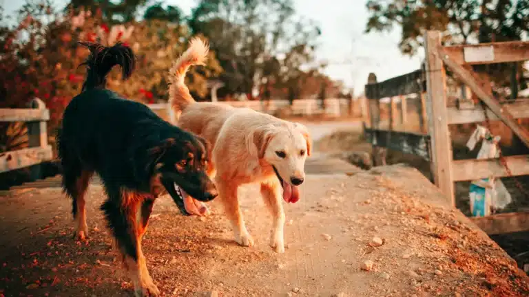 Two dogs, one black and tan and the other golden, walking side by side on a dirt path in a rural setting at sunset.