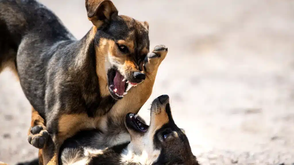 Two dogs engaged in an aggressive interaction, baring their teeth and snarling at each other.