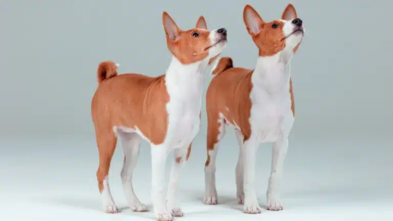 Two Basenji puppies standing side by side and looking upward against a plain background.