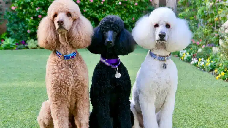 Three poodles of different colors sitting side by side on a well-manicured lawn.