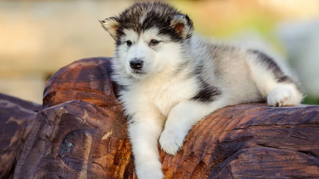 Alaskan Malamute puppy resting on a carved wooden surface.