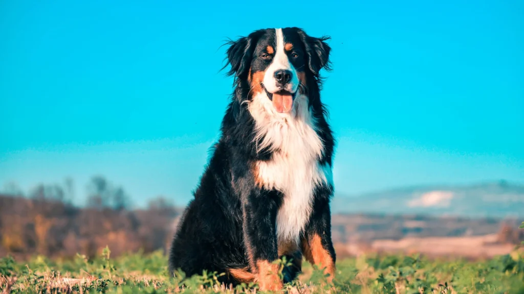Bernese Mountain Dog sitting on grass with blue sky in the background.