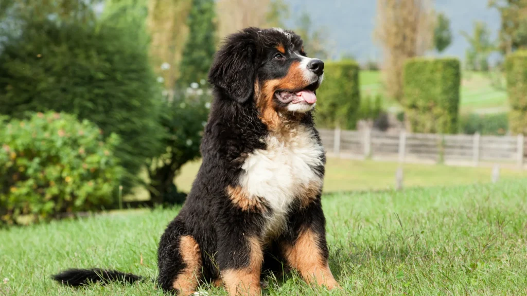 Bernese Mountain Dog puppy sitting on grass in a garden.