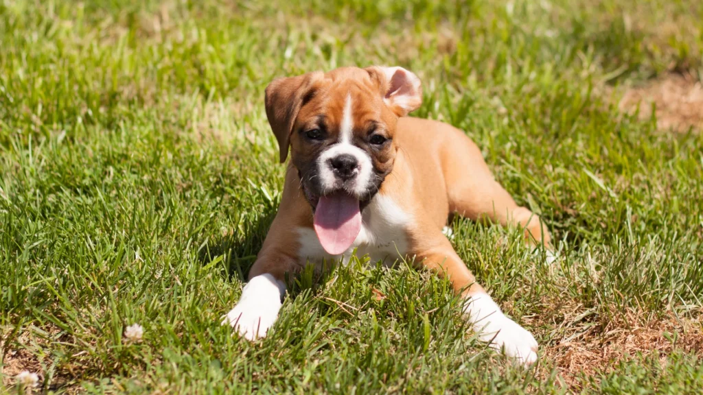 Boxer puppy lying on grass with tongue out.