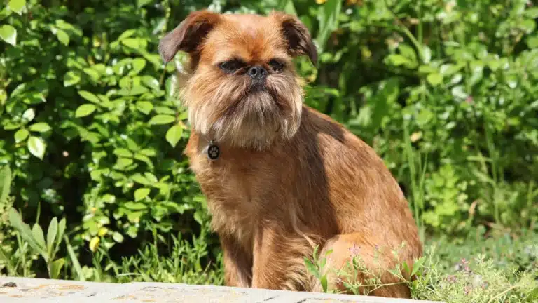 A Brussels Griffon sitting outdoors in front of green foliage.