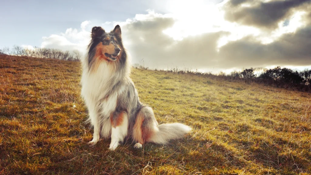 Rough Collie sitting on a grassy hill under a cloudy sky.