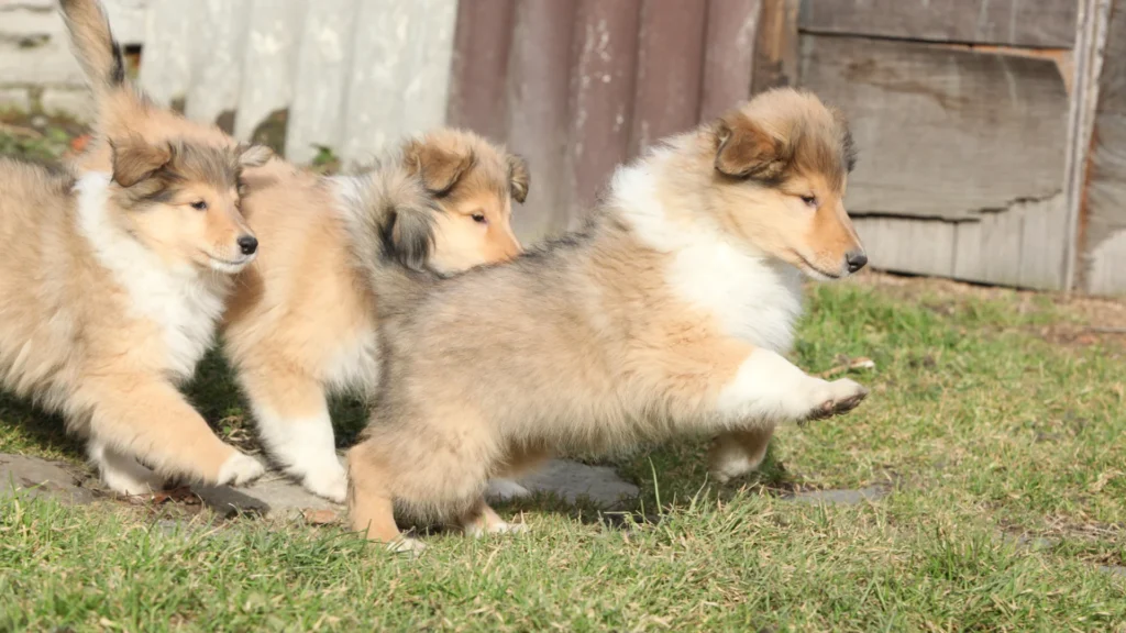 Three Rough Collie puppies playing outside on grass.