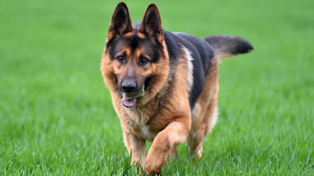 German Shepherd walking on green grass with a ball in its mouth.