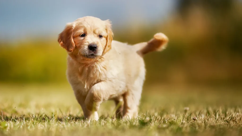 Golden Retriever puppy walking on grass outdoors.