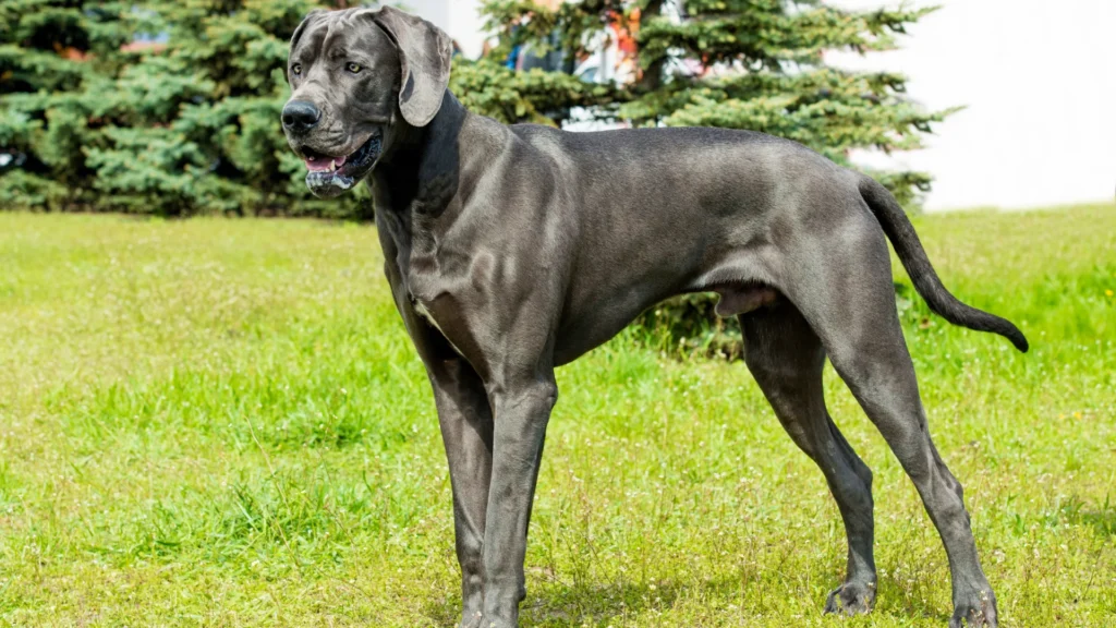 Great Dane standing on grass in front of pine trees.