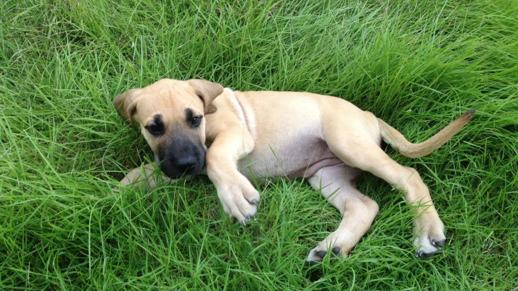 Great Dane puppy lying on its side in tall green grass.