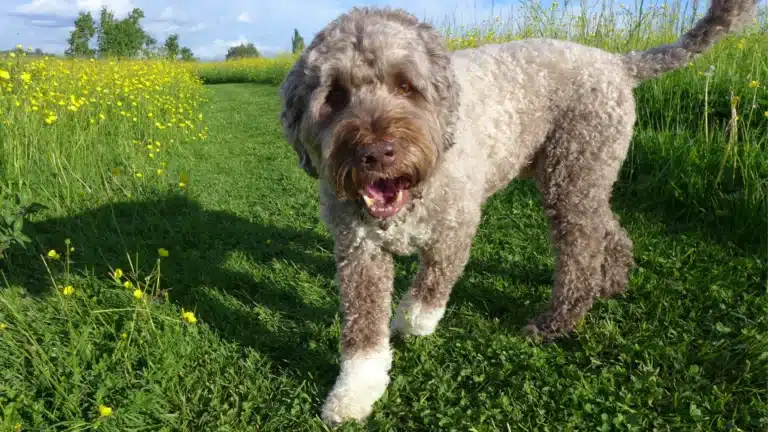 A happy Portuguese Water Dog walking on a grassy path surrounded by yellow wildflowers.