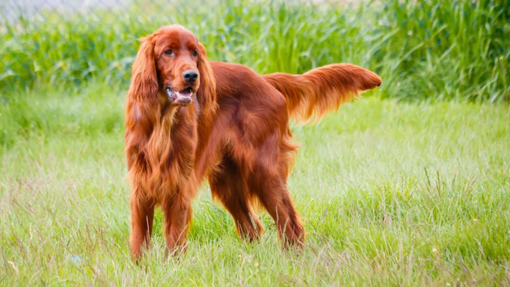 Irish Setter standing in a grassy field.