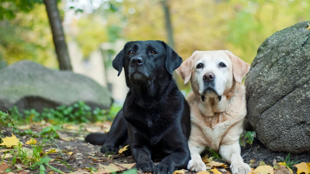 Black and yellow Labrador Retrievers lying on the ground outdoors.