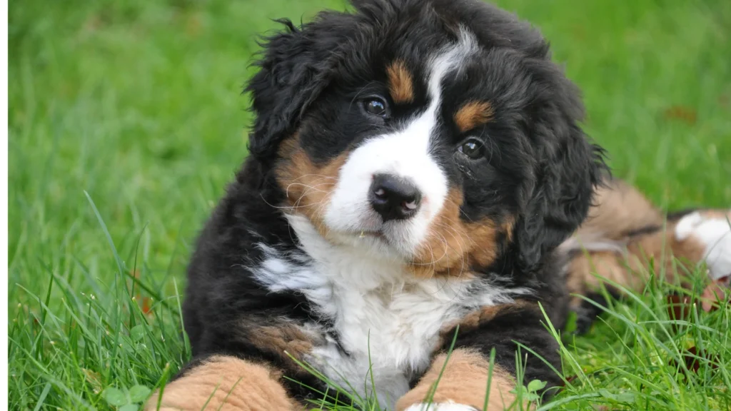 Bernese Mountain Dog puppy lying on green grass.