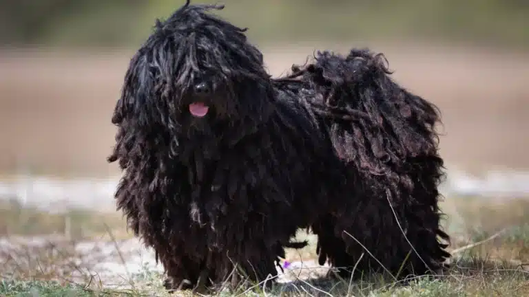 A black Puli dog standing outdoors with its corded coat covering its eyes.