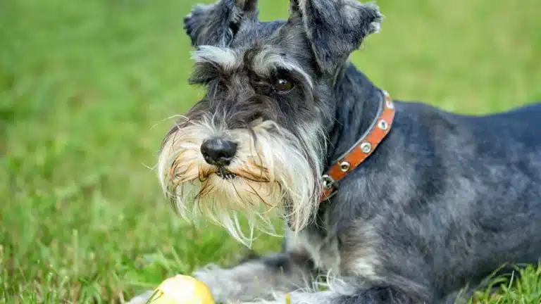 A Schnauzer lying on grass wearing a brown collar.