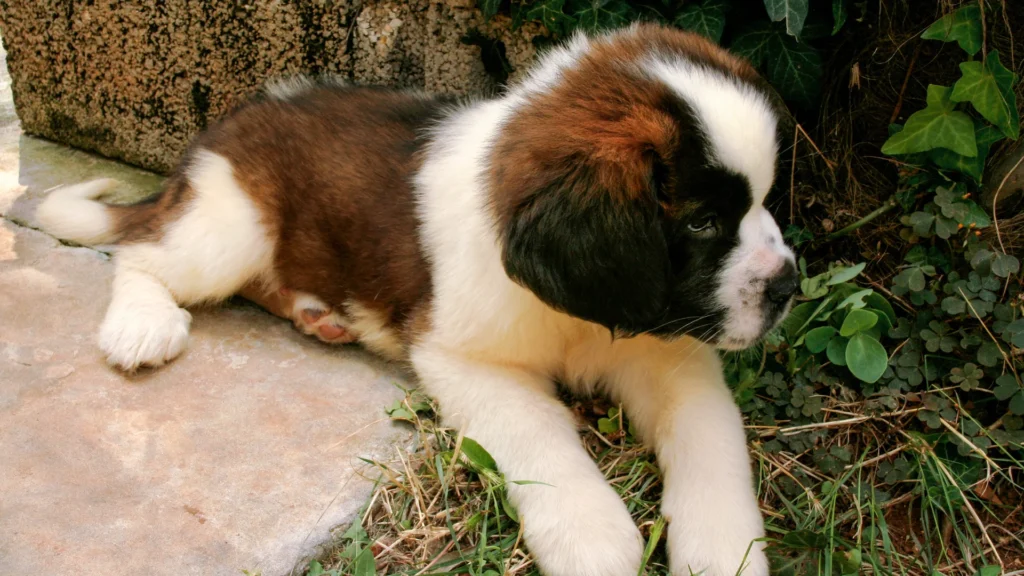 Saint Bernard puppy lying on the ground near green plants.