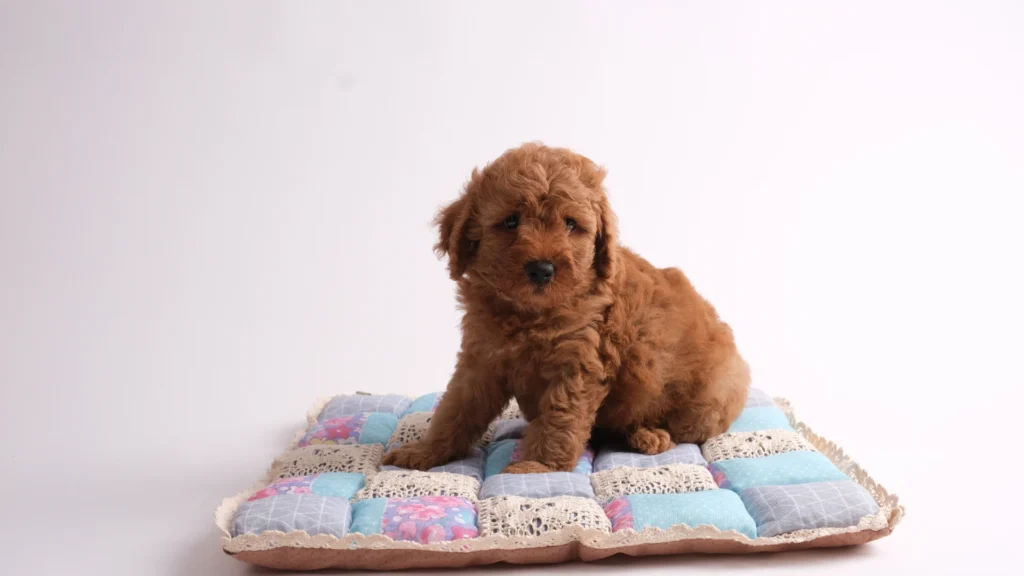 Standard Poodle puppy sitting on a colorful cushion against a white background.