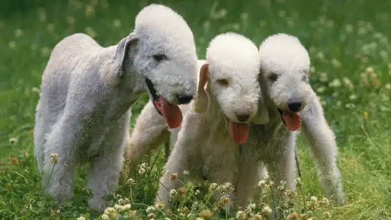 Three Bedlington Terriers standing close together on a grassy field.