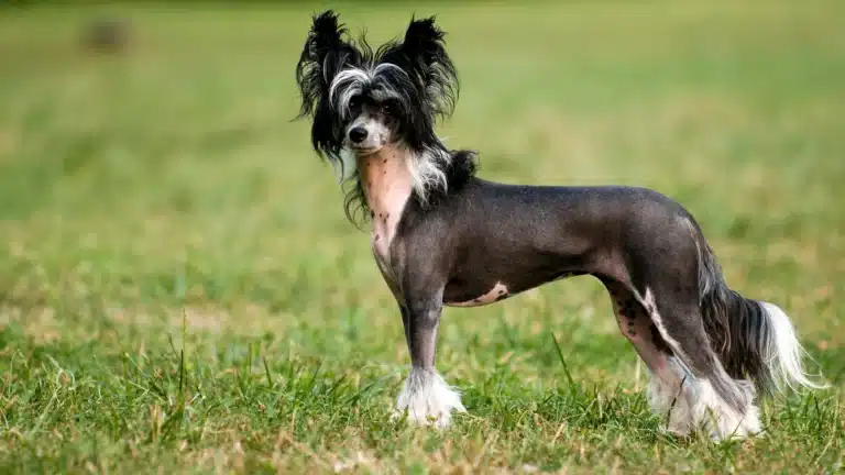 A Chinese Crested dog standing on a grassy field with a confident posture.