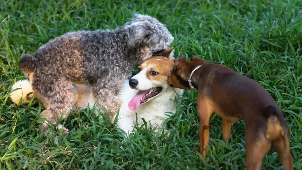 Three dogs interacting in a grassy field, with one curly-haired dog mounting another while a third dog sniffs nearby.