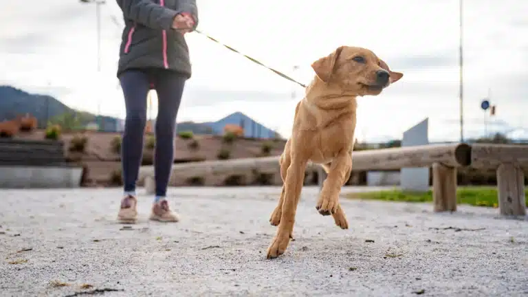 A young golden-brown dog energetically pulling on its leash while walking outdoors with its owner.