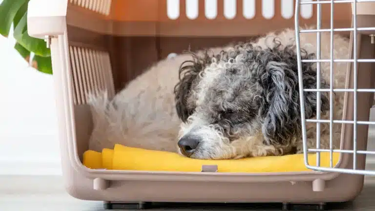 A curly-haired dog resting inside a plastic pet crate on a yellow blanket, appearing relaxed and comfortable.