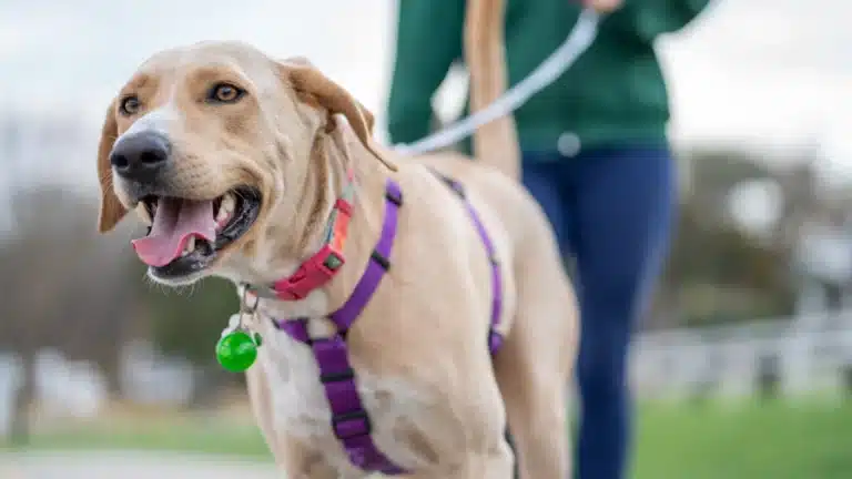 A happy light brown dog wearing a purple harness and a pink collar with a green tag,