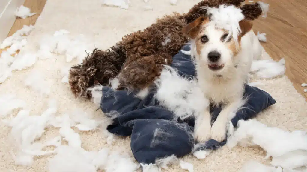 Two dogs surrounded by torn pillow stuffing on a beige carpet, with one white and brown terrier looking at the camera with fluff on its head.