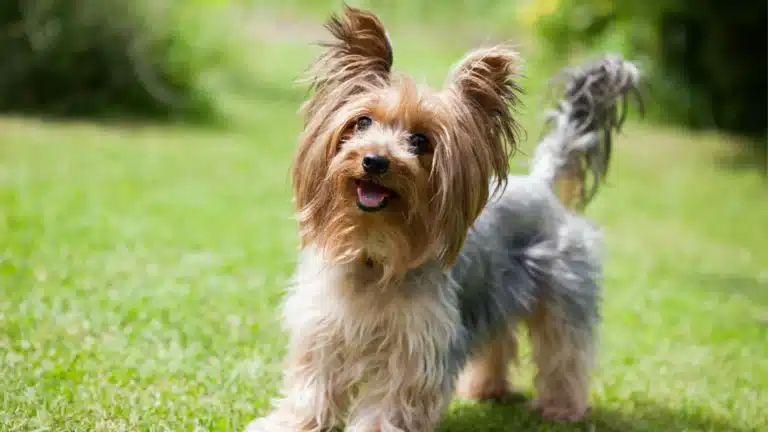 A happy Yorkshire Terrier standing on a green lawn with its tongue slightly out.