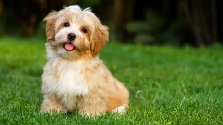 A fluffy Havanese puppy sitting on green grass with its tongue slightly out.