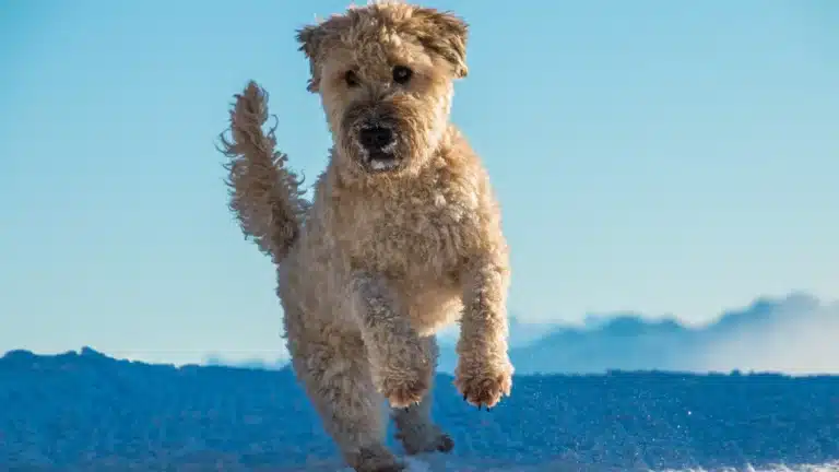 A Soft-Coated Wheaten Terrier joyfully jumping through the snow with a bright blue sky in the background.