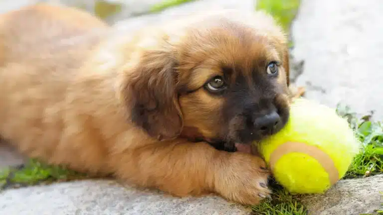 A fluffy brown puppy with dark facial markings gently bites a yellow tennis ball while lying on a stone surface with patches of grass.