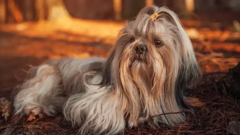 A Shih Tzu with a long, flowing coat lying on a forest floor with warm sunlight.