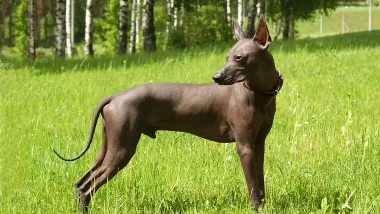 A Xoloitzcuintli standing in a grassy field, looking to the side.